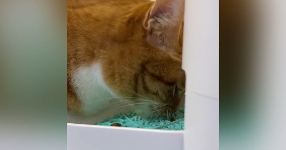 ごはんを食べ終えて満腹になった猫→歩き始めると…まさかの『可愛すぎる行動』が80万再生「ほんと歌ってるｗ」「20回くらい見てしまった」