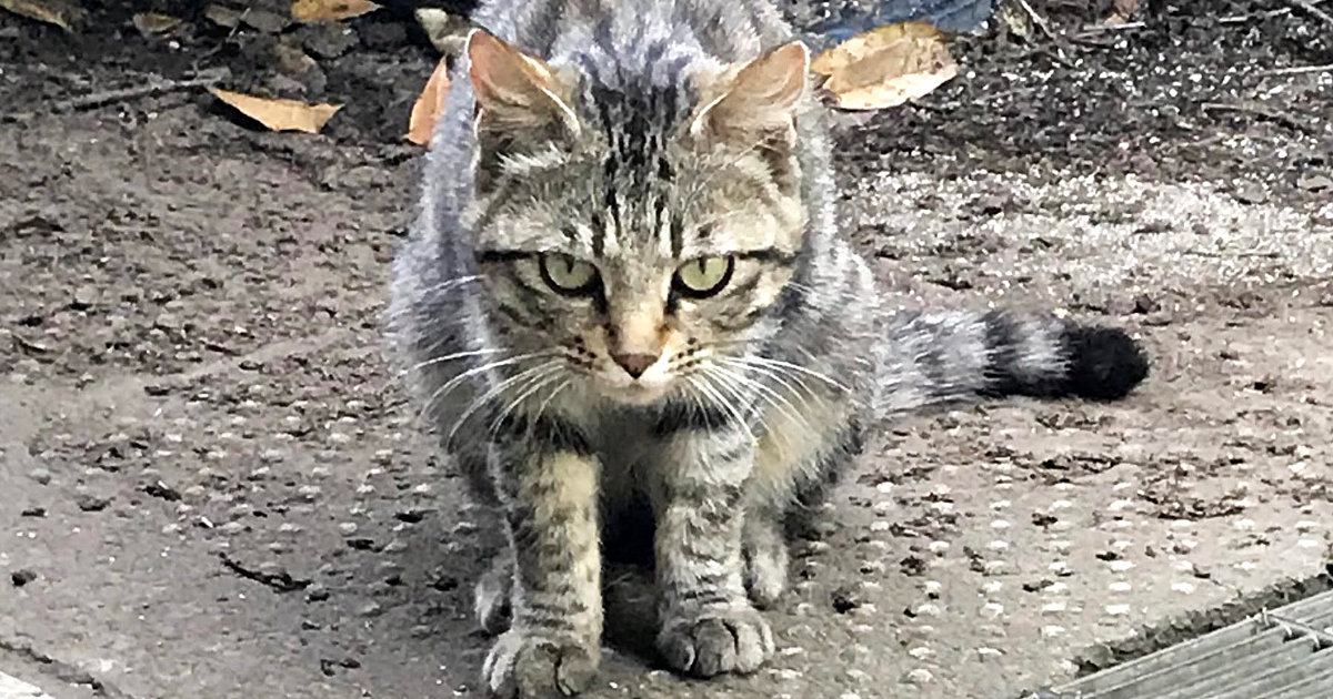 シュっとしていた『鋭い目つきのキジトラ猫』→保護された『現在』…見違えるビフォーアフターが69万表示「愛だね」「目つきが違う」