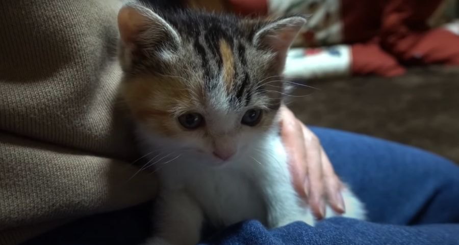 ちっちゃくて可愛い！子猫のしゃっくり♡