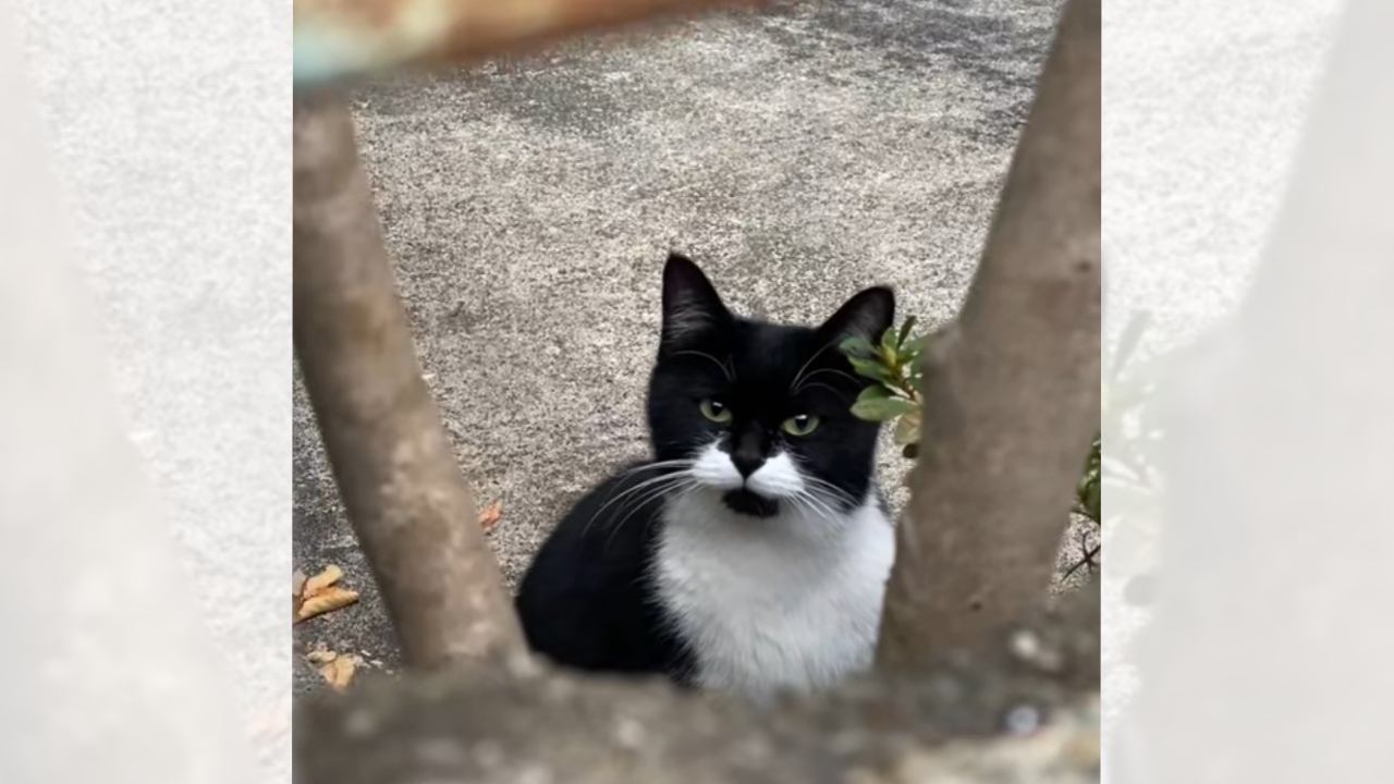 『返事をしてくれる野良猫に出会った』→交流を続けた結果…『感動の展開』が1700万再生「映画のよう」「めちゃくちゃ感動」