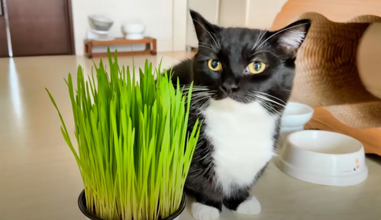 猫たちに初めての『猫草』を与えてみたら…数日後に見せた『可愛すぎる光景』に悶絶の声「とても可愛い」「あああああ！」と反響