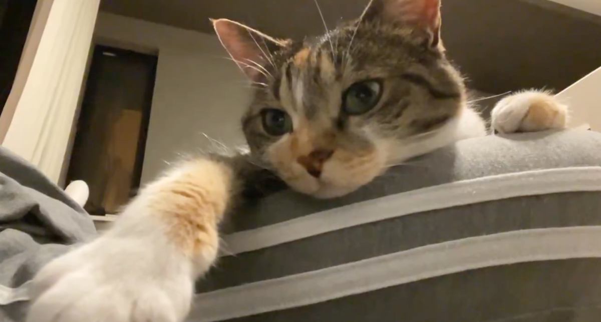 インカメラで撮影していたら、猫が手を伸ばし始めて…配信者みたいな行動をとる『まさかの瞬間』が167万表示「はい、終わるニャ」「可愛すぎ」