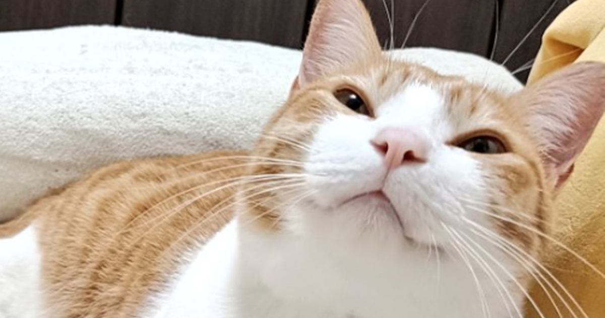 保護した猫をどうぶつ病院に連れて行ったら、先生が…『予想外の一言』と素敵な1枚に4万3000いいね「幸運を招きそう！」「癒されるね」