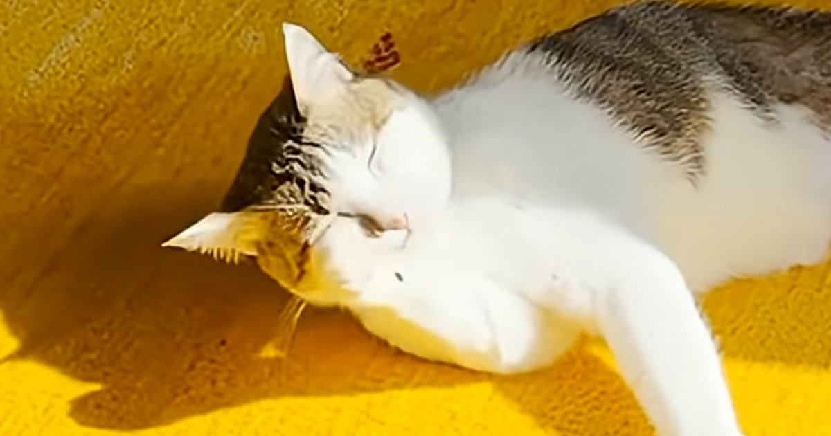 毛づくろい中の猫を撮影していたら、突然『綿毛』が出現…？まさかの瞬間に「思ってたより綿毛だったｗ」「永遠に見ていられるｗ」と18万再生