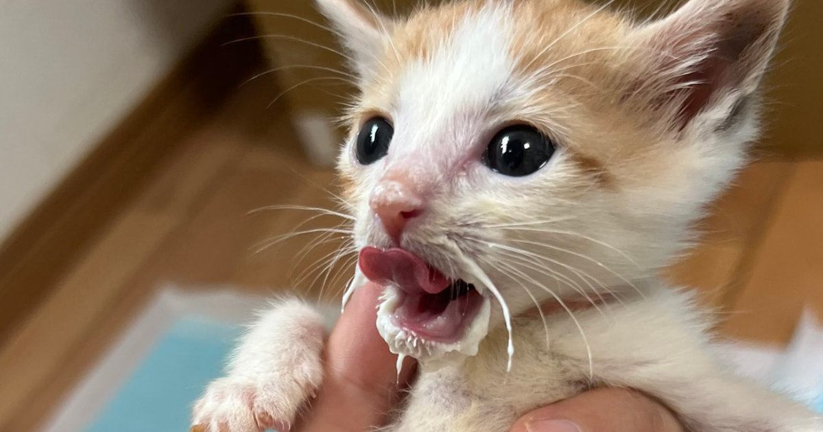 『赤ちゃん猫』がミルクをたっぷりと飲んだ結果…尊すぎる"口元とお腹"に悶絶の声「ヒゲすごいｗ」「ぽんぽんはちきれそうｗ」と４万いいね