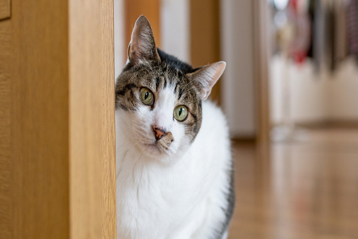 猫に『ごめんね』と謝りたいときの方法3つ　伝え方のコツや逆効果になるNG行為も