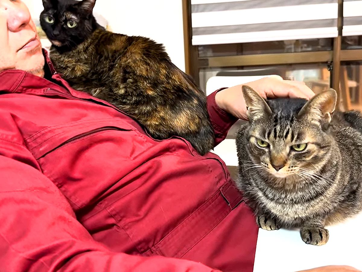 パパのことが大好きな女子猫たち→熱烈にアピールして…愛を感じる『争奪戦』が11万再生「ニャバクラ状態」「ニヤニヤしっぱなしだった」