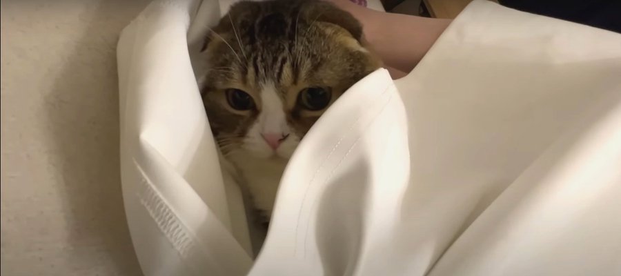 飼い主さんのスカートに潜ってくつろぐ猫くん！