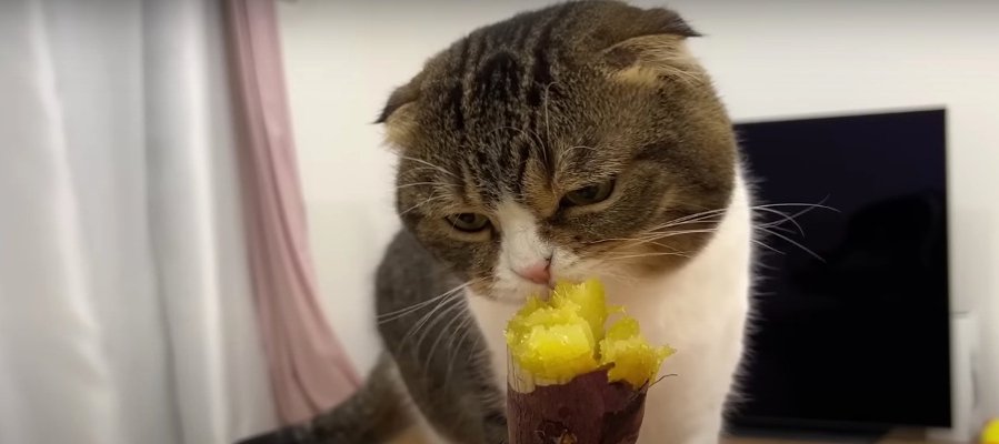 飼い主さんが“焼き芋”を食べると…？スコティッシュフォールドの猫ちゃんが見せた反応がかわいすぎる！