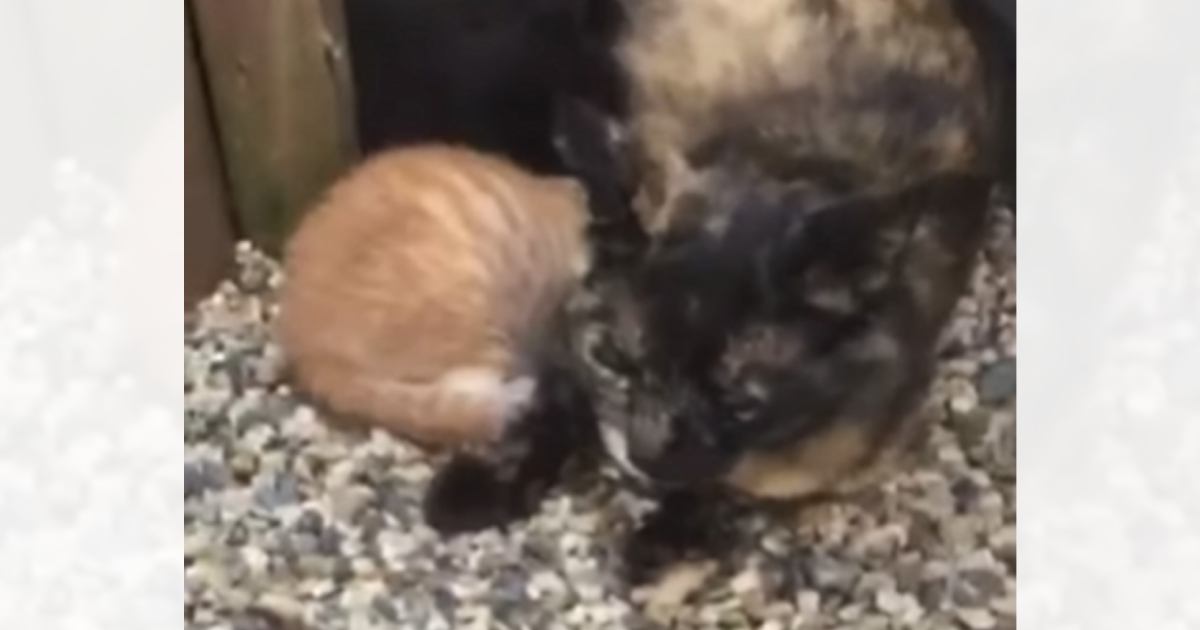 『必ず幸せにする』９年前、母猫が命がけで託しにきた子猫……思わず泣ける『現在の姿』に「感動」「本当に良かった」「ありがとう」と反響