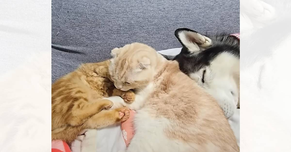 『眠っているハスキー犬と子猫』の間に挟まれている猫が…2匹の『お世話をする姿』が尊すぎると15万再生「母性溢れてるｗ」「めちゃ可愛い」
