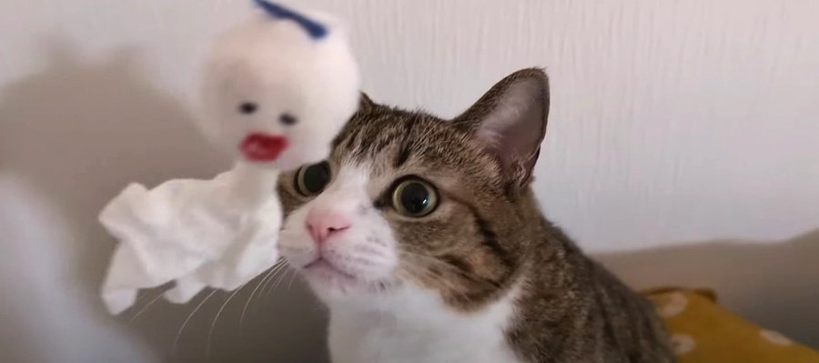 てるてる坊主が猫ちゃんのオモチャに！？猫ちゃんたちの遊び方の違いに注目♡