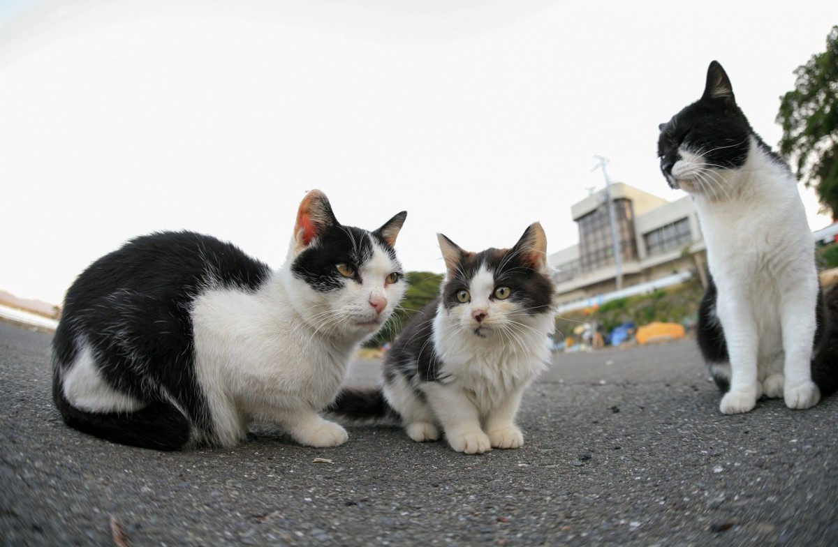 【保護猫】猫の年齢の推定方法【迷い猫】