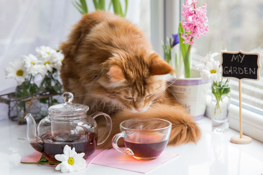 猫にお茶を飲ませるのはNG？与えて良い物と悪い物