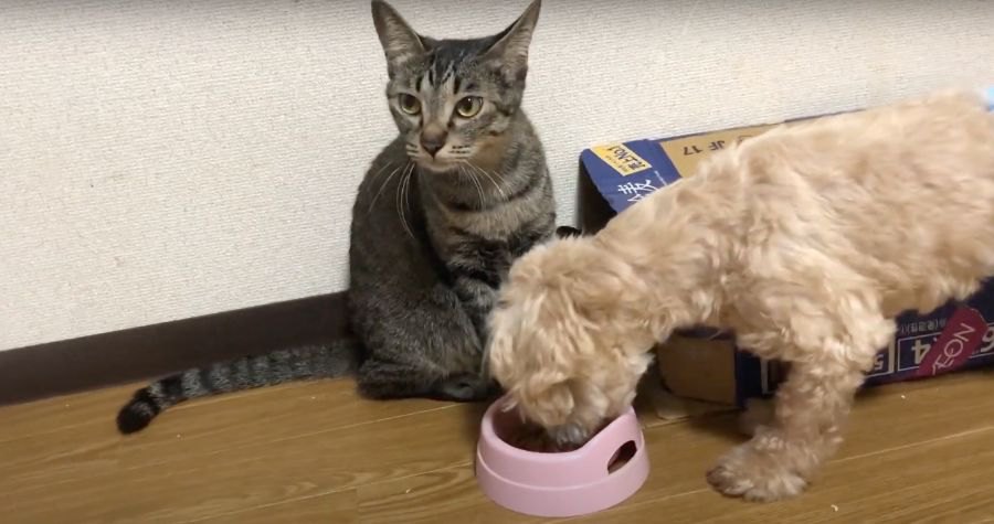 ワンちゃんにごはんをとられても全く気にしない猫ちゃん達！