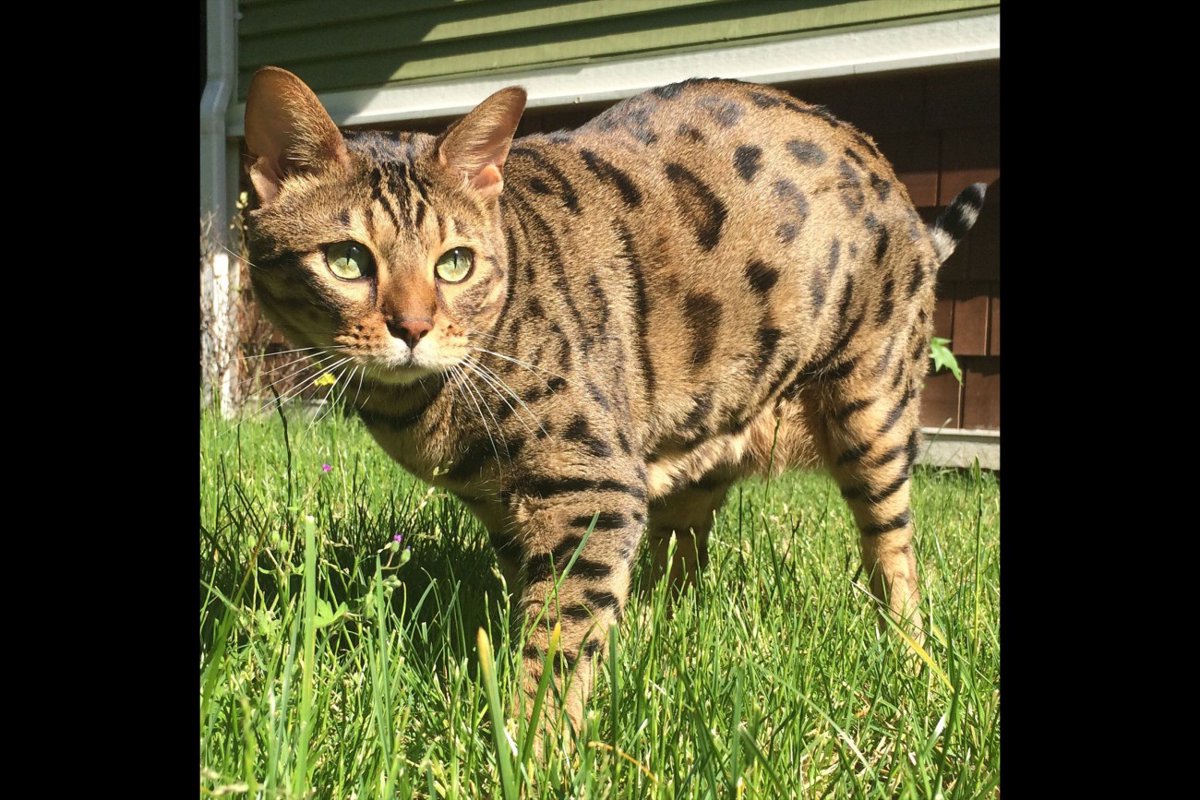 【獣医師監修】チートーってどんな猫？特徴や性格から飼う前の注意点・価格相場まで徹底解説