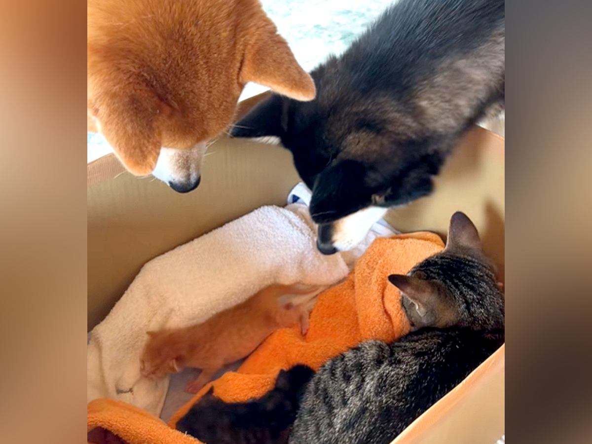 生まれて数日の赤ちゃん猫を保護→犬と猫が様子を見に来て…尊すぎる『優しい光景』が話題「お母さんがいっぱい」「みんなで子育てしてる」