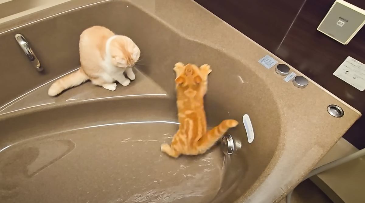 浴槽から出てくれない猫たち→『お湯』を出してみたら…想像以上の"反応"に爆笑する人続出「可愛すぎて笑った」「速い速いｗ」の声