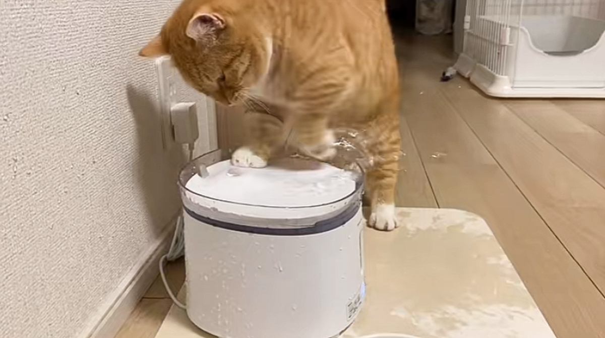 猫用の給水器を導入して1週間…『とんでもない使い方の数々』に"大爆笑"178万再生「色んな遊び方してて可愛いｗ」「最後謎で草」