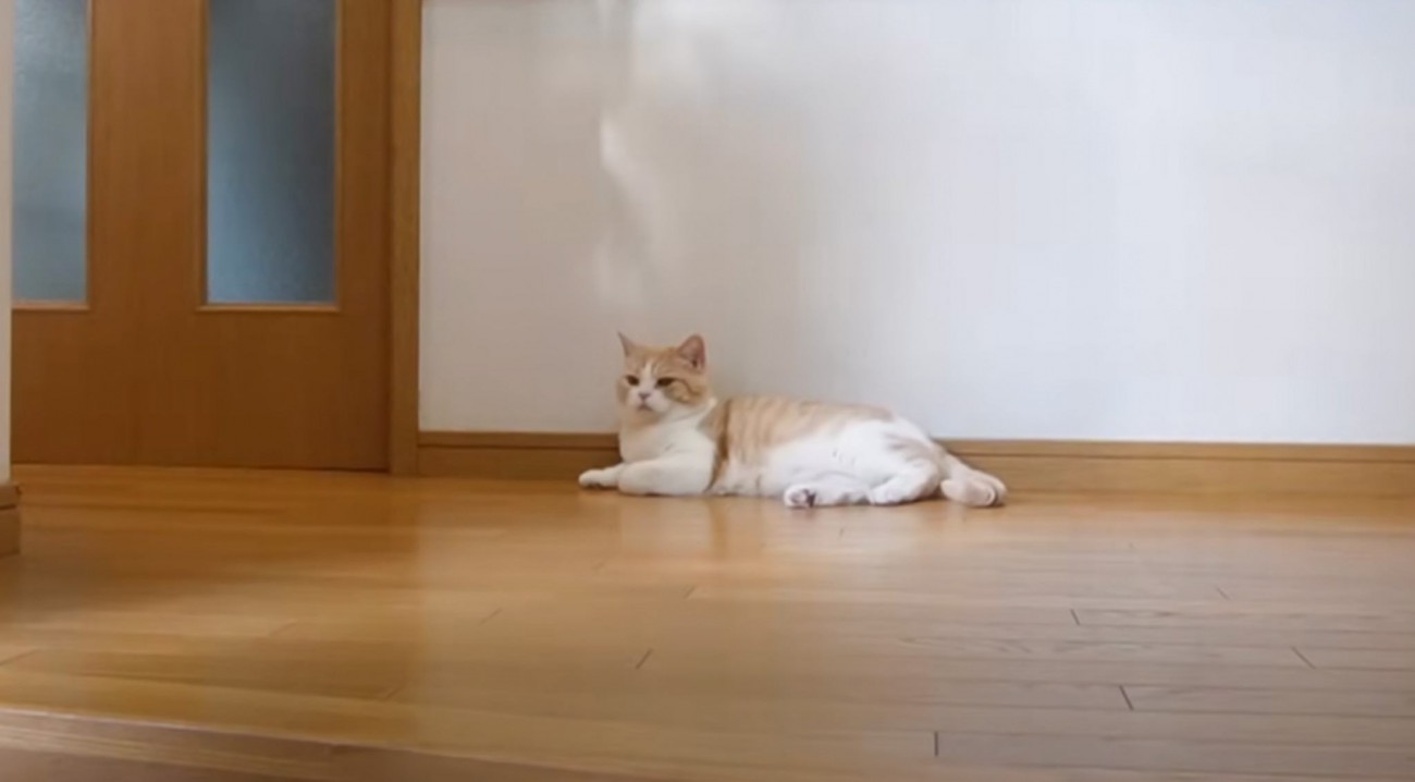 ママが猫のおやつを買い出し→『寂しがり屋の猫』を心配していたら…『意外すぎる展開』に「元気いっぱいｗ」「おやつ食べれて良かったね」