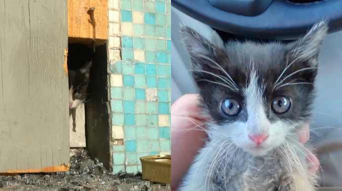 焼け跡から子猫の鳴き声……保護され無邪気に遊ぶ姿に胸キュン♡