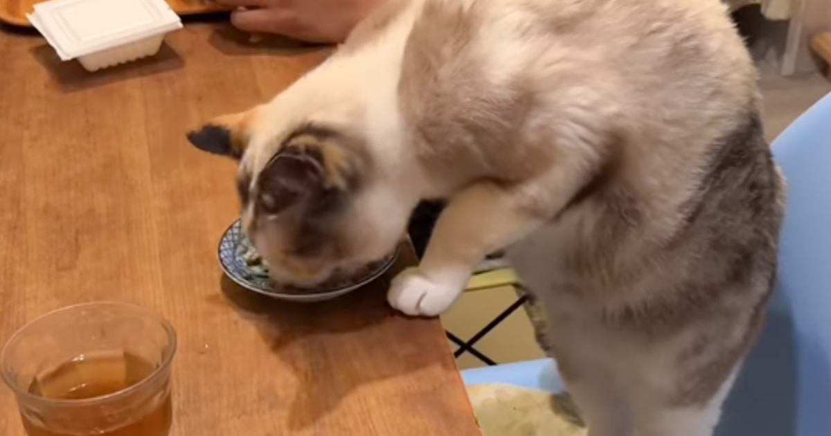 他の猫と一緒に食べるのが不満そうな猫→『一緒に食べる？』と誘ったら…素敵すぎる光景が54万再生「違和感ないｗ」「一緒がいいよね」