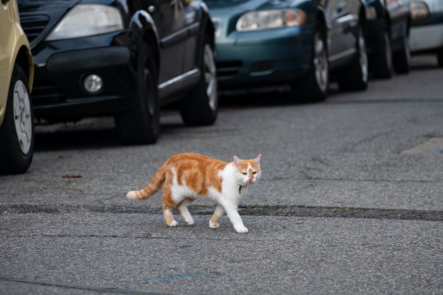 猫の交通事故を目撃したら？万が一のために知っておくべきこと