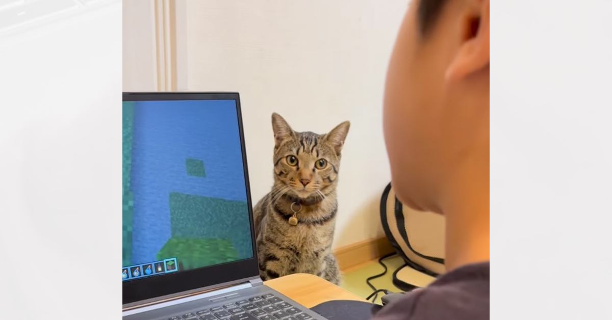 PCに夢中なお兄ちゃんに構ってほしくて…猫がとった『まさかの行動』が85万再生「兄弟愛が素敵すぎる」「あまりにも賢いｗ」と反響