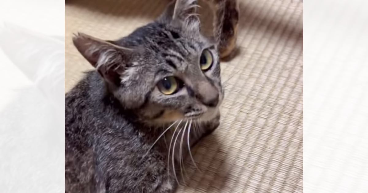 『ずっと寝たきりの状態だった保護猫』が、突然……思わず目を疑った『まさかの瞬間』に感動の声続出「涙がでた」「奇跡は起きるんだね」