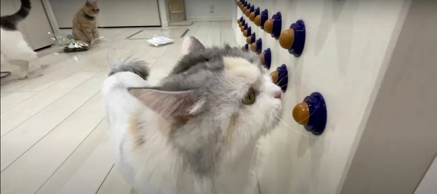 反応が自由！大量のおやつをサプライズされた猫ちゃんズ