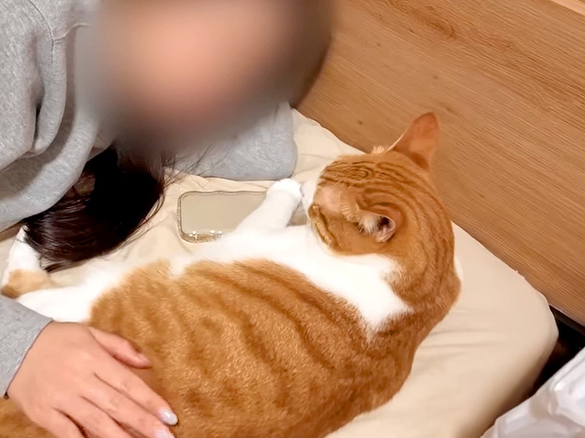 『飼い主の彼女』のことが大好きなネコたち→愛おしすぎる『まるで恋人のような行動』が12万再生「順番待ちしていて可愛い」「彼氏気分」