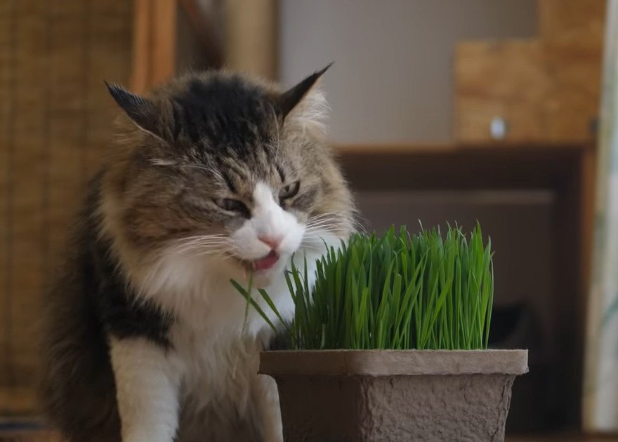 大きな猫ちゃんの豪快な食べっぷり！