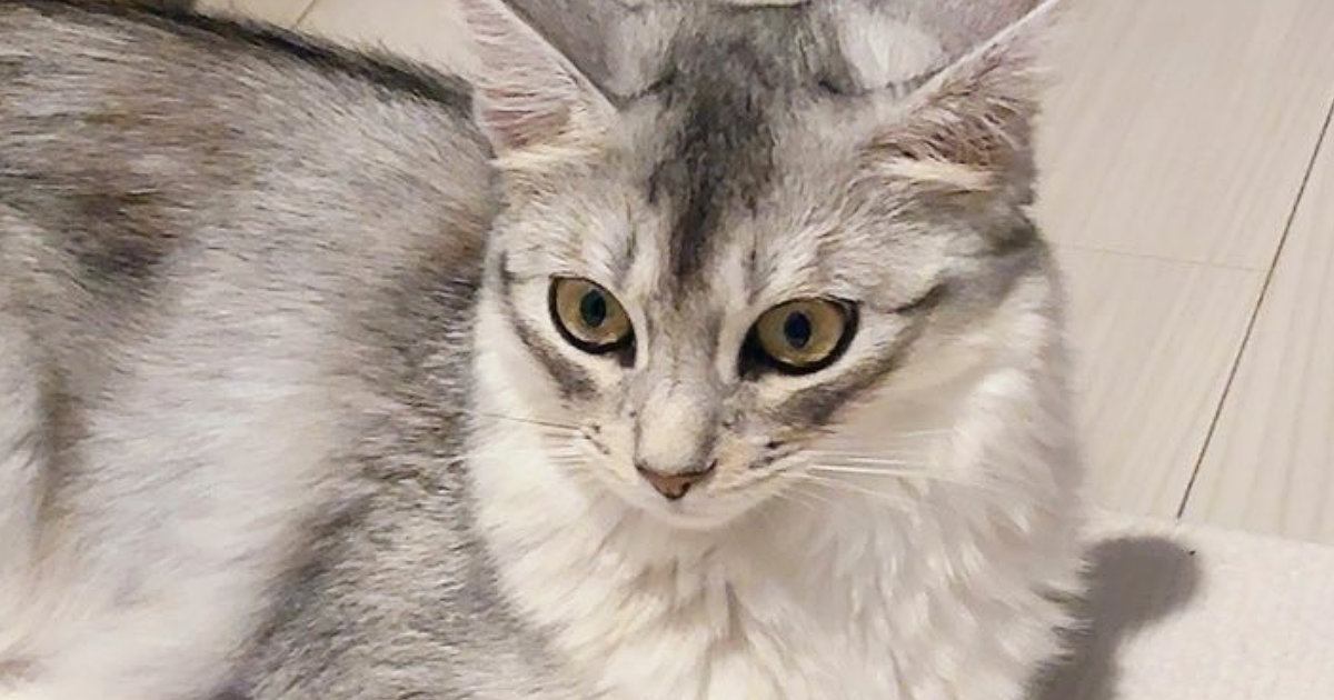 出かける気配を察知して『通せんぼしていた猫』→スルリと抜けられてしまい…『まさかの表情』が話題「早く帰りたくなるねｗ」「かわよい抵抗」