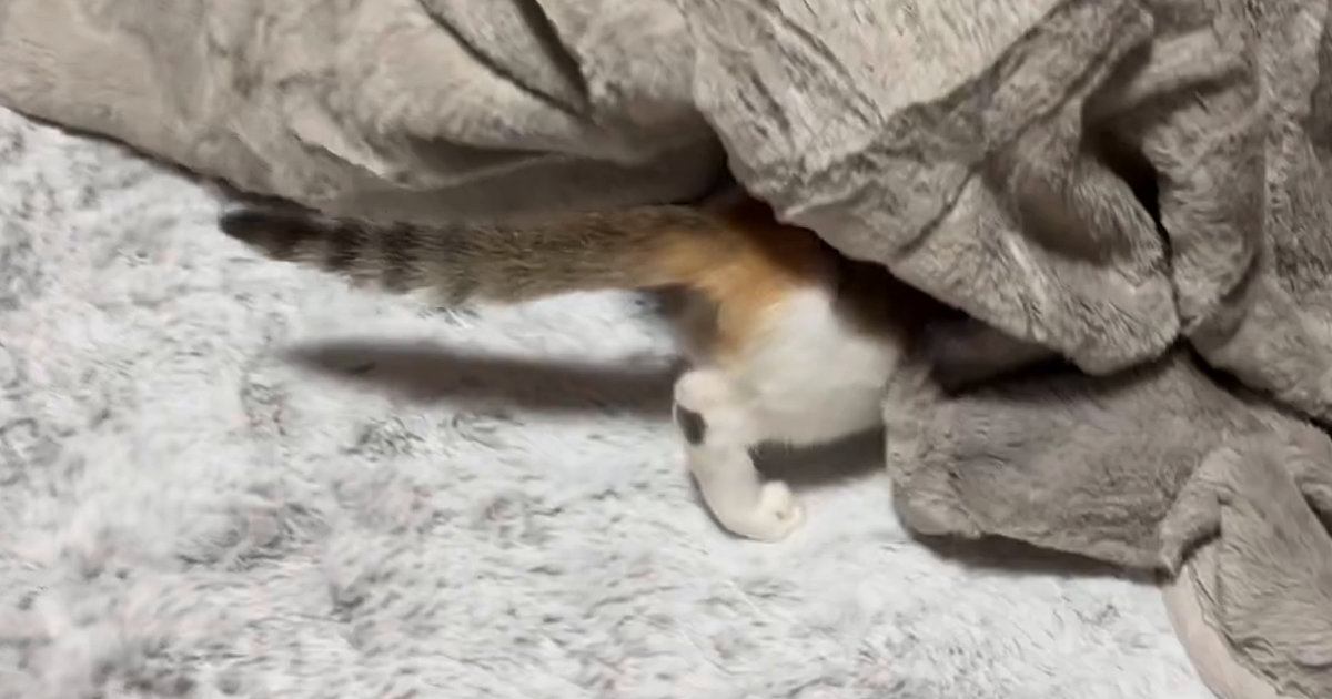 こたつの存在に気付いて『吸い込まれていった子猫』→中を確認すると…微笑ましすぎる瞬間に１万いいね「あったか〜いｗ」「知ってしまった」