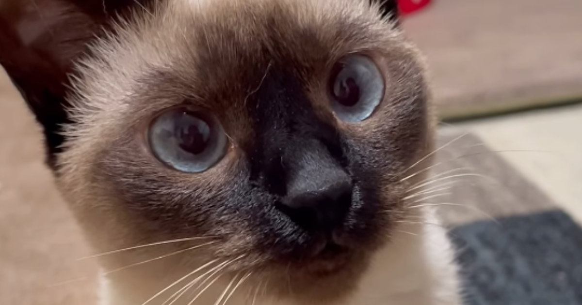 飼い主が『かわいいねぇ』と声をかけ続けたら…おしゃべりな甘えん坊猫の反応に「うわーたまらん」「あざかわキャット」と91万再生