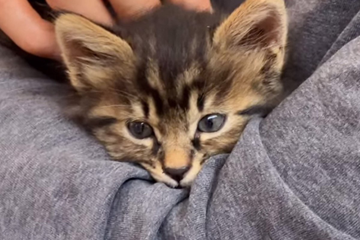 『保護子猫を引き取れないか』連絡がきて…先代猫の導きとしか思えない『運命的な出会いの様子』に「なんて素敵」「ボロボロに泣いちゃった」