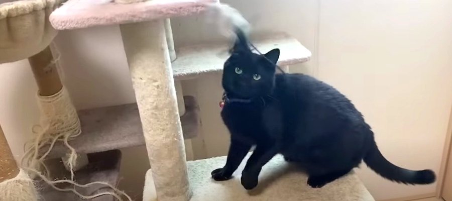 おとなしい性格がアクティブに！？飼い主さん不在時の黒猫ちゃん