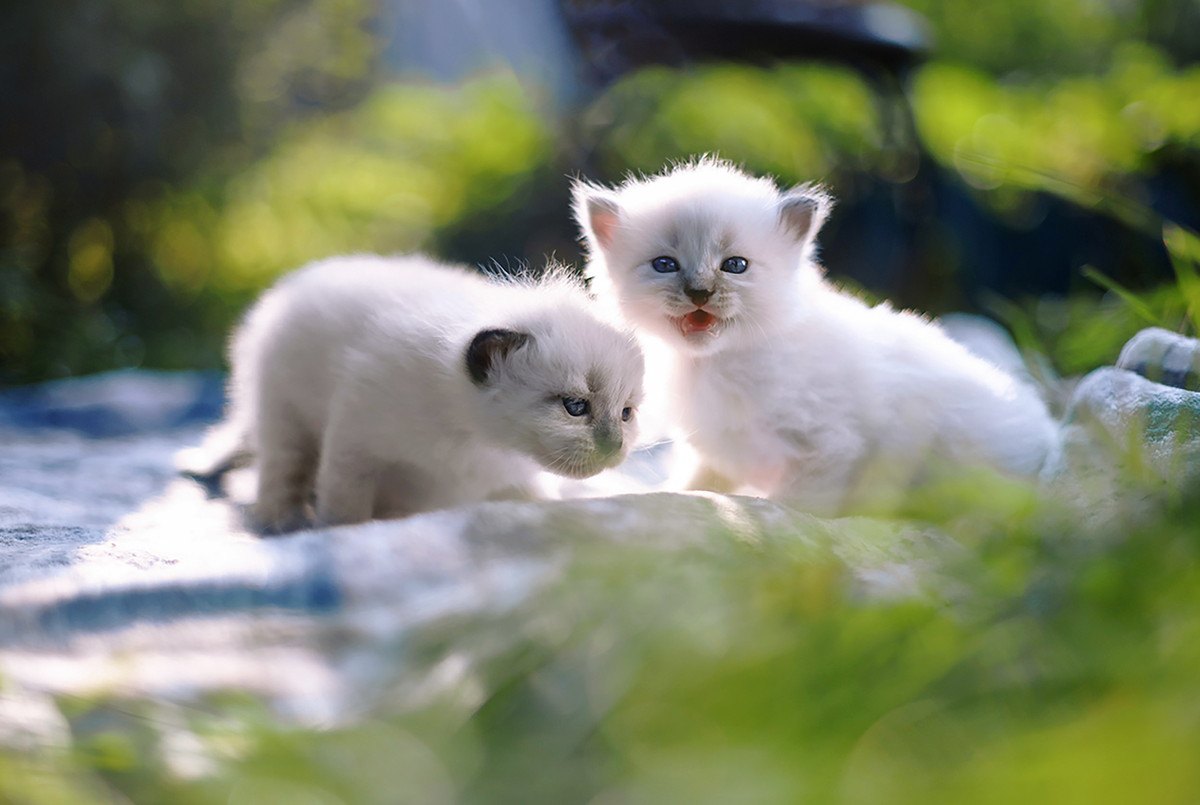 『よく鳴く猫・あまり鳴かない猫』の特徴・性格の違い5つ