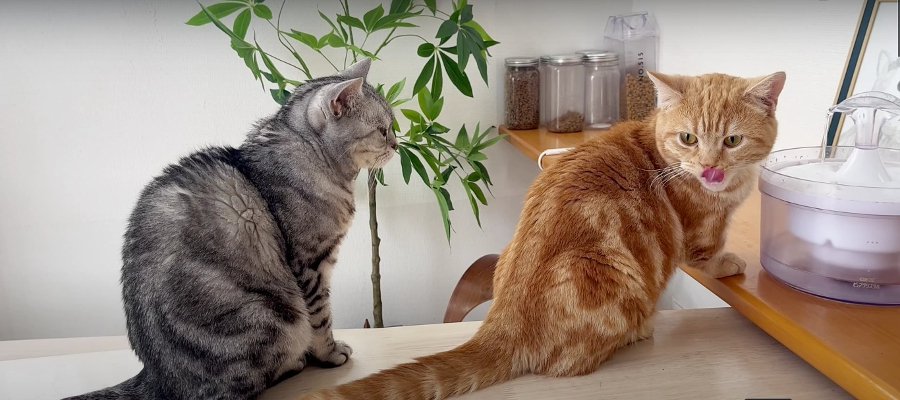 "水飲み"の順番待ちをする猫ちゃん！思わぬ行動にびっくり♡