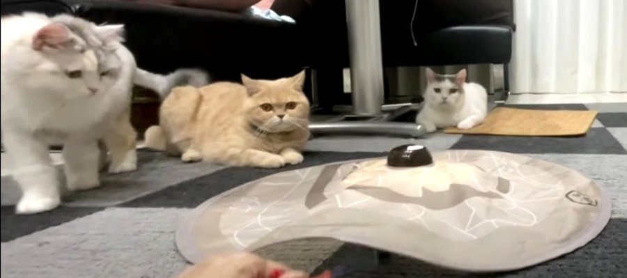 一緒に遊んだだけなのに！コレジャナイ感がスゴい猫さんズ