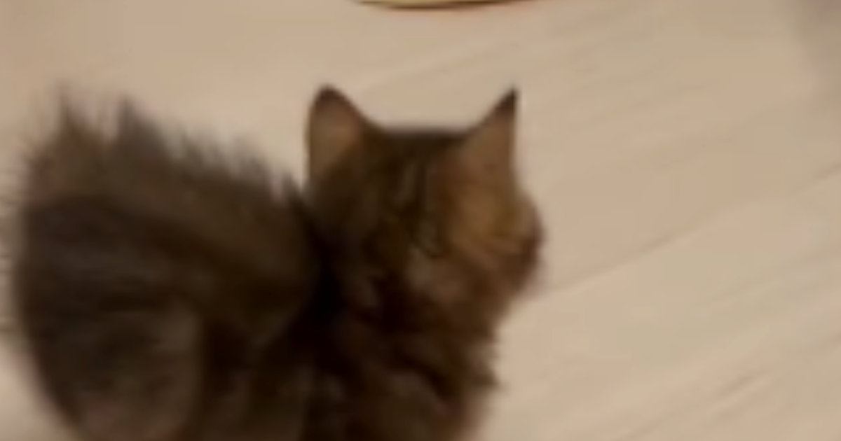 お兄ちゃん猫と『見つめあう子猫』→突然走り出して…まさかの『可愛すぎる逃げ方』が30万再生「スタタタタ」「速すぎて笑ったｗ」と反響