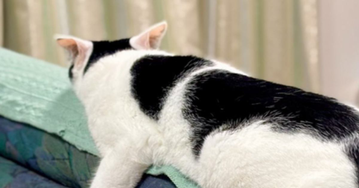 やる気のないモノレールみたい…『ソファにいる猫』を見てみると→笑っちゃう『脱力ぶり』が15万表示「本日の運転は終了しました」
