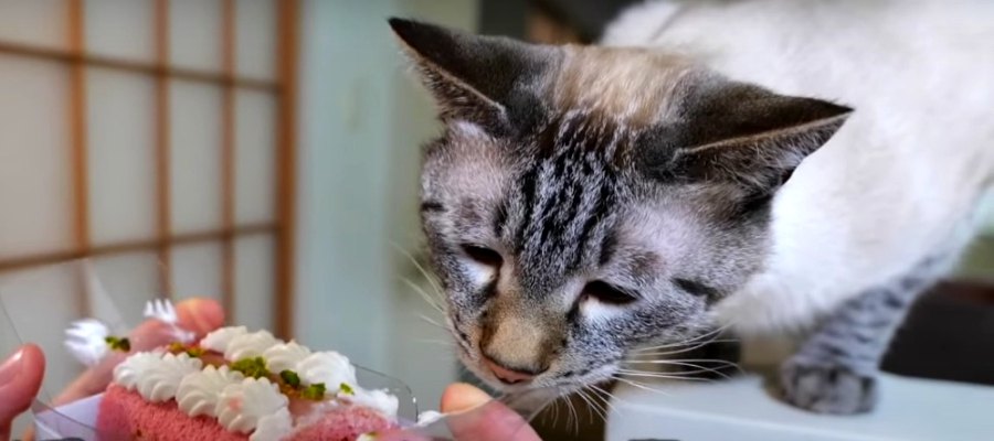 お誕生日の猫ちゃん！美味しそうなケーキでお祝い♡