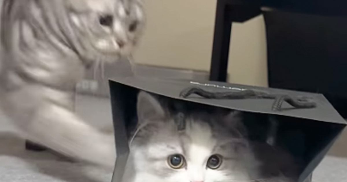 袋の中でくつろいでいた猫→突然『ボフッ』と横から攻撃されると…2081万再生された『可愛すぎる反応』に「永遠に見てられる」「勢いつよw」