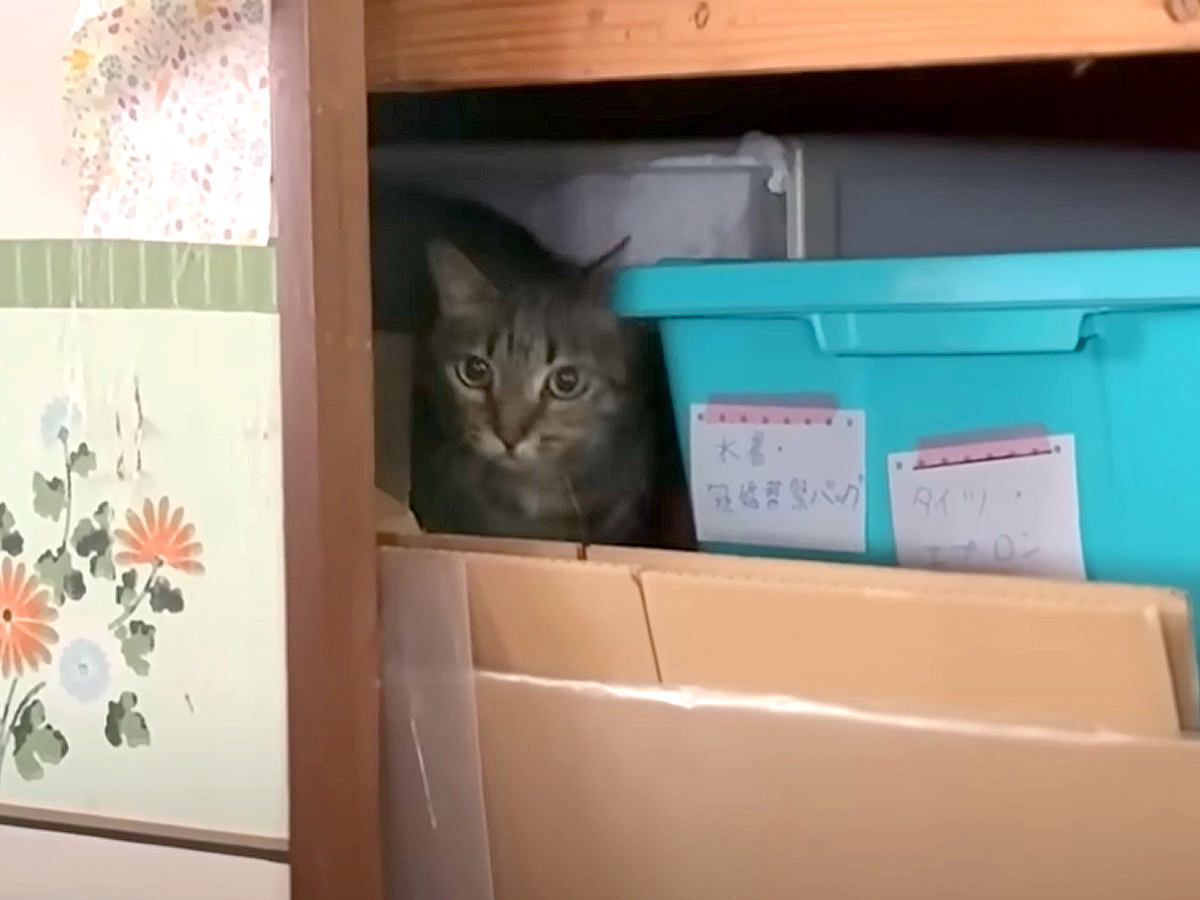 押し入れを探検中の猫→ママが『名前を呼んで声をかけた』結果…『まるで人間の親子のようなやりとり』に「言葉を完全に理解してる」「賢い」