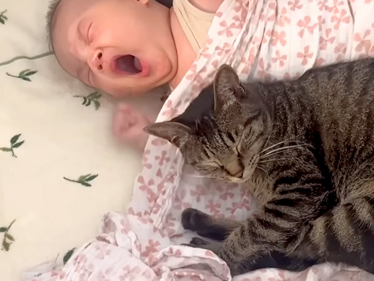 生まれたばかりの赤ちゃんに寄り添って眠る猫→次の瞬間、猫のぬくもりで…まさかの『素敵な光景』が14万再生「尊くて泣ける」「天使と天使」