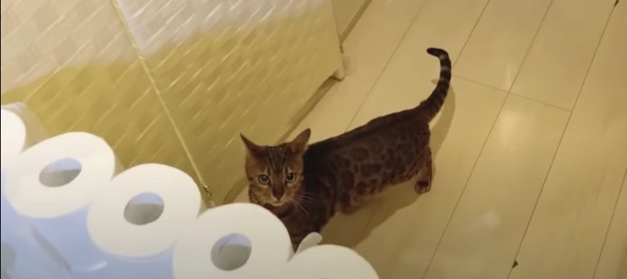 トイレットペーパーの壁を飛び越えろ！カッコイイ猫ちゃんたち