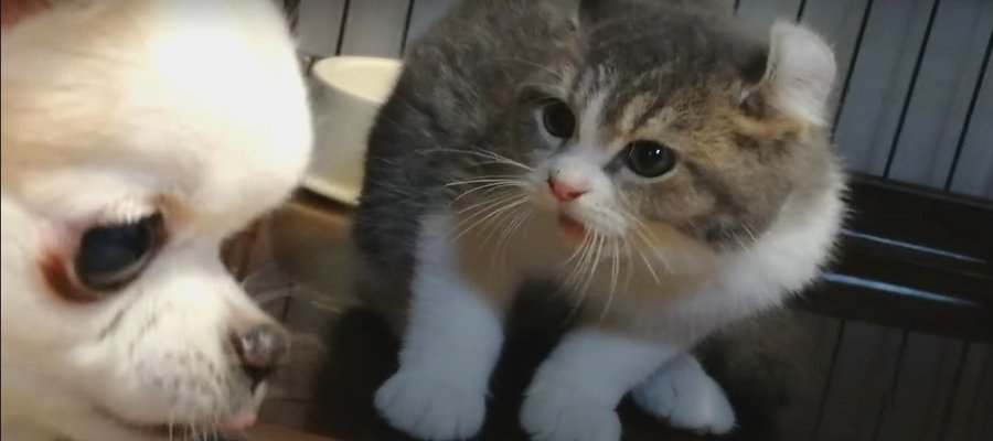 可愛すぎるシャー♡先住犬と初対面した子猫ちゃん