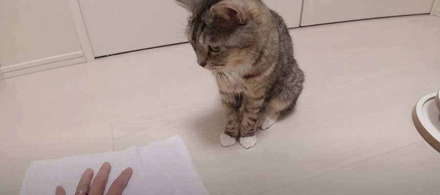 飼い主さんの雑巾掛けから目が離せない猫ちゃんたち♡