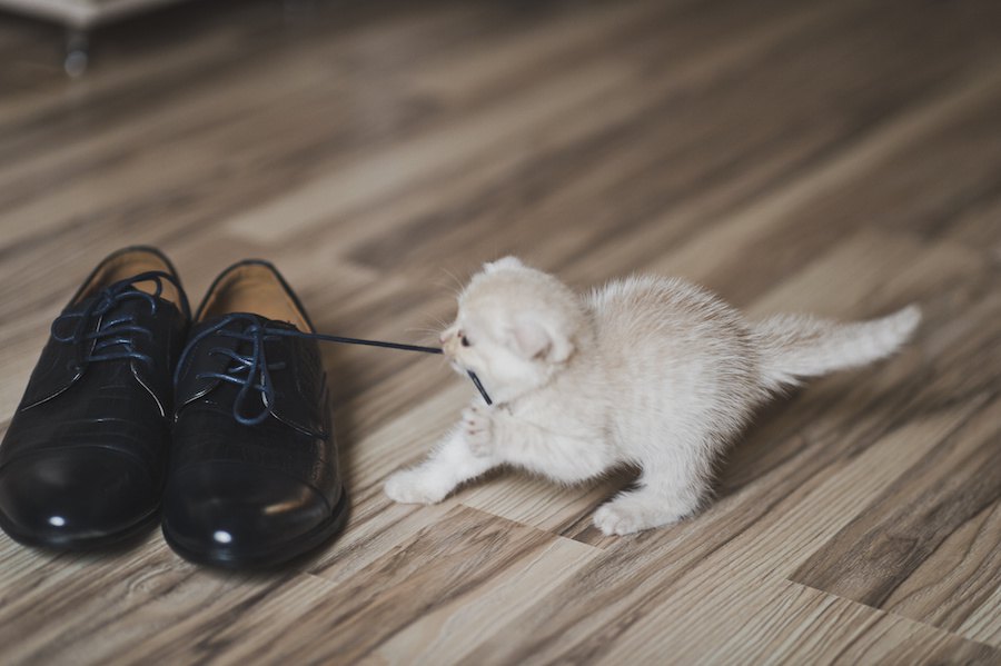 猫はどうして飼い主の靴が好き？6つの心理